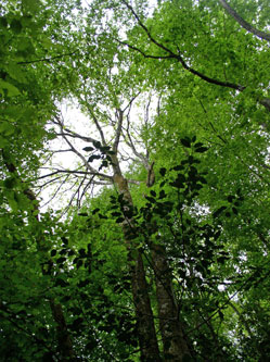 western forest canopy