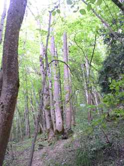 upper western forest