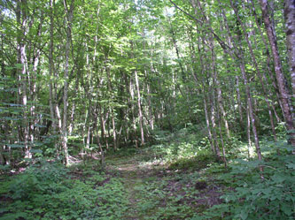 lower central forest