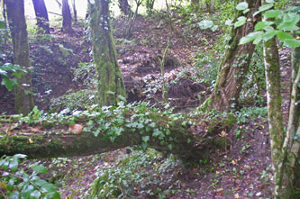 base of fallen tree