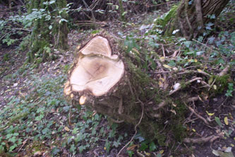 stump after the cut