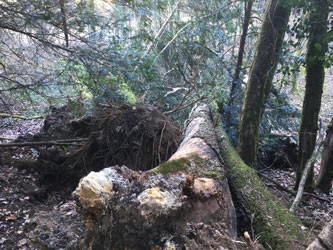 fallen tree stumps
