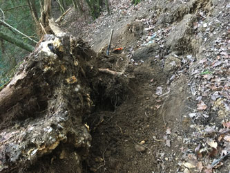 rebuilding the trail around the stumps
