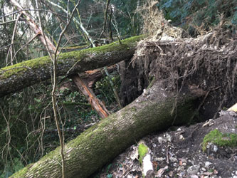 fallen tree stumps