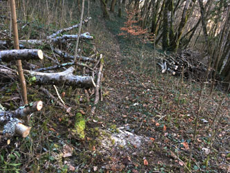 lower trail trees cut