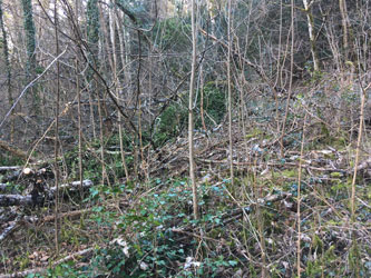 wall of fallen trees