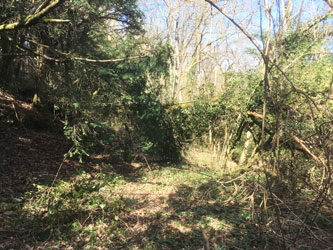fallen oak across upper trail