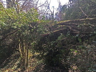 fallen oak across upper trail