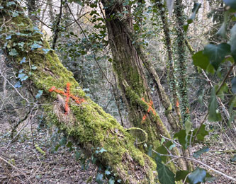 trees marked