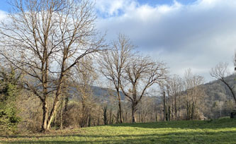 three trees in pasture