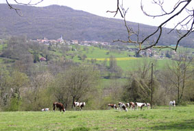 fields and cows