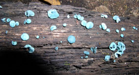 turquoise fungus
