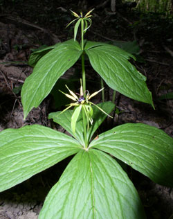 Paris quadrifolia