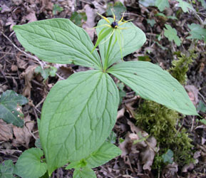 Paris quadrifolia