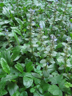 Ajuga