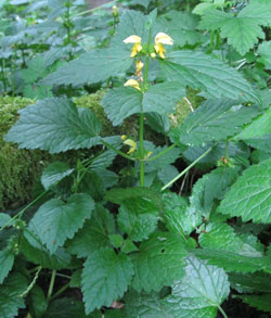 jack in the pulpit