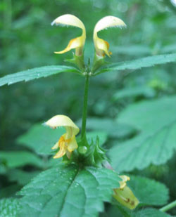 jack in the pulpit