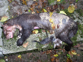 drowned marten