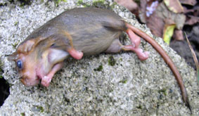 drowned baby dormouse