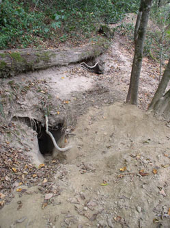 badger den