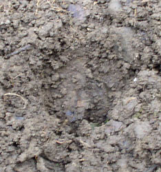 boar footprint