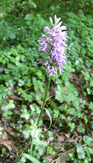 male orchid