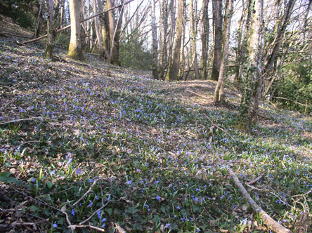 Scilla lilies in forest