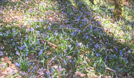 Scilla lilies in forest