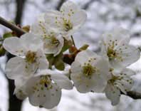 Cherry blossoms