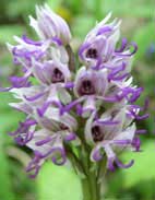 Military orchid