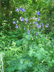 Aquilegia vulgaris