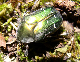 Green beetle