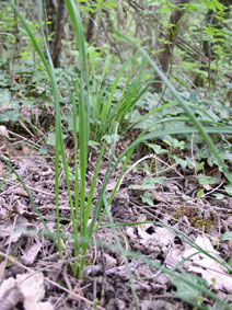 wild chives