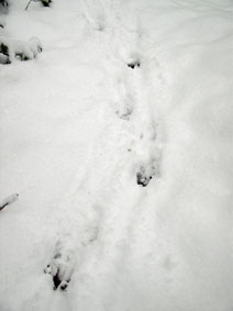 deer footprints in the snow