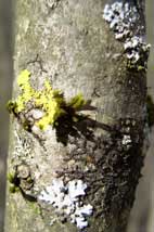 Lichens