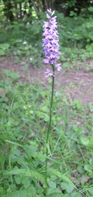 Male orchid