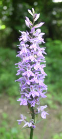 Male orchid