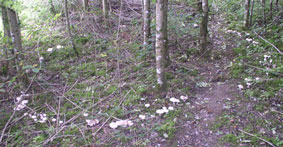 mushroom circle