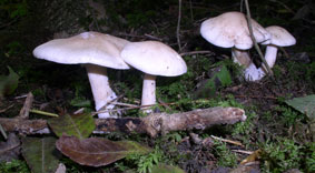 mushrooms in circle