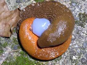 Slugs copulating