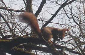 squirrel