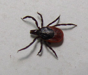 tick