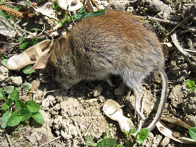 vole