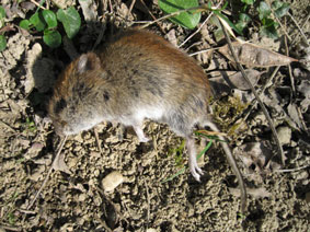 vole