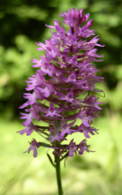 Pyramid orchid