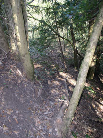 trail in ravine