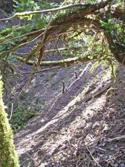 looking down on trail along ravine bottom