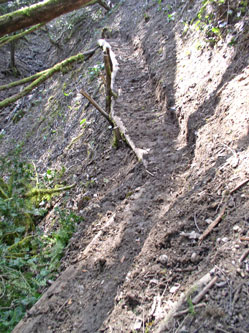 trail up from the ravine bottom