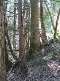 trees in ravine