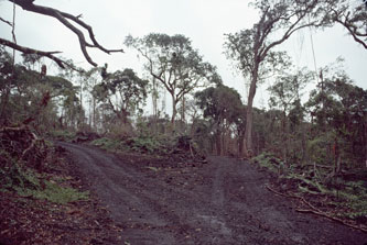 Forest destruction, Savaii